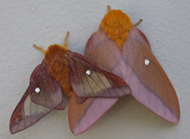 Pink-striped Oakworm